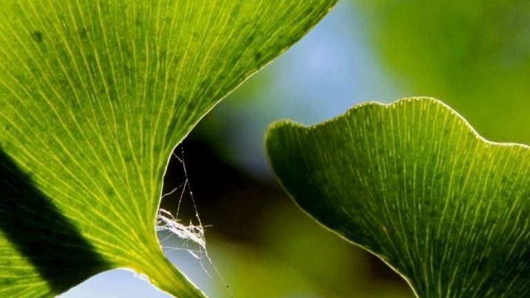 What You Should Know About Taking Maidenhair Tree